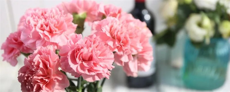 康乃馨放在哪里养 康乃馨可以放在哪里养