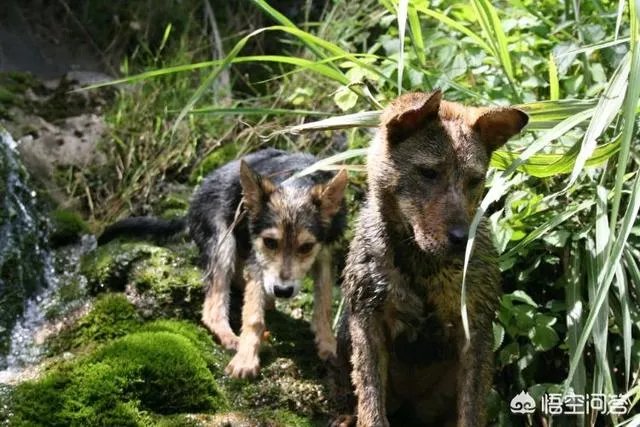 什么狗的耐力最强