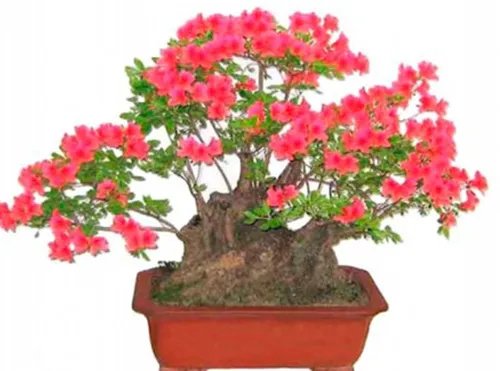 杜鹃花盆景图片鉴赏 如何自制出漂亮的杜鹃花盆景