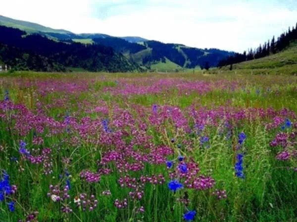 中国哪个草原最漂亮？最值得一去？