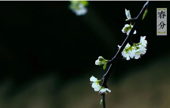 二十四节气图一套 美得令人窒息的二十四节气图