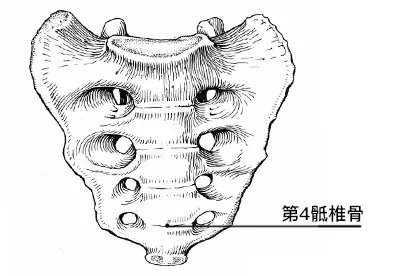 第4骶椎骨在哪个位置图