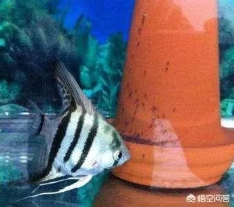 哪些观赏鱼可以自己在水族缸里繁殖呢？