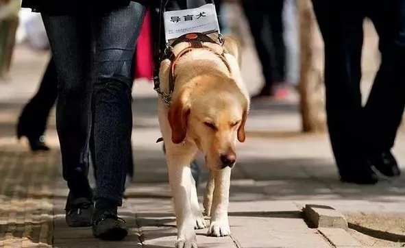 导盲犬退役紧贴主人不肯离开，最终结果是啥样？