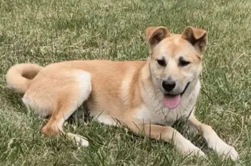 吉林一高校流浪狗常偷学生外卖藏着吃，你对这一幕怎么看？