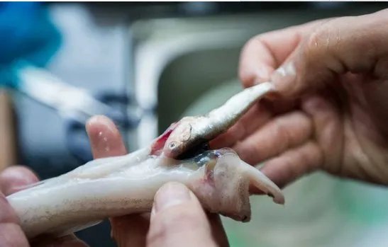 市民买到鱼中鱼是怎么回事？