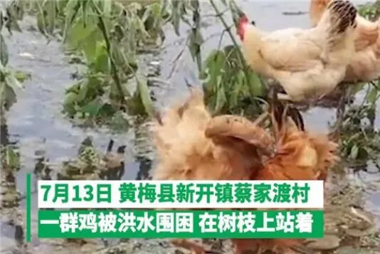 鸡群被洪水围困树枝7天 现场画面曝光鸡最终被救上来了吗