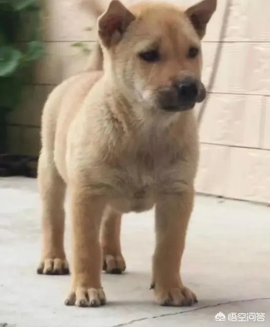 什么狗的耐力最强