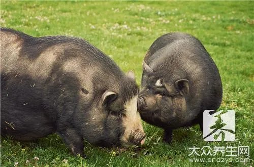 泔水猪的危害？