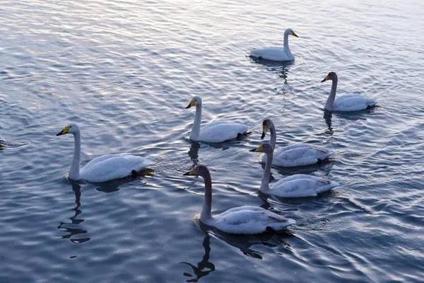 英国王室每年都会进行鹅口普查，为什么天鹅的数量越来越少？