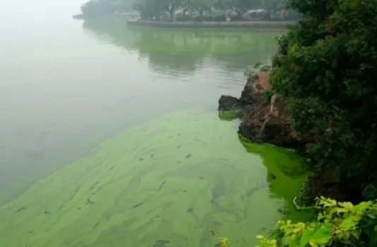 蓝藻爆发的治理措施有哪些？