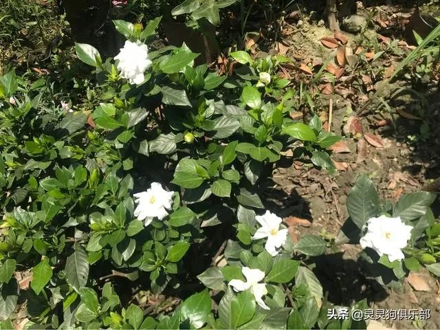 成都市郫都区三道堰小产权房可以买吗？