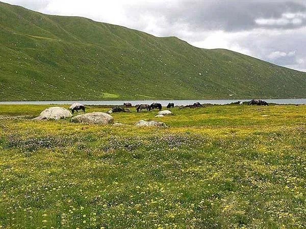 中国哪个草原最漂亮？最值得一去？