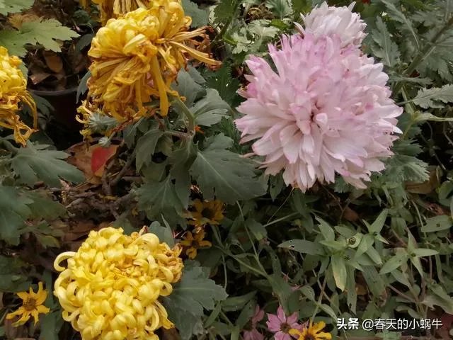 带着梦想去旅游，你想和谁一起？