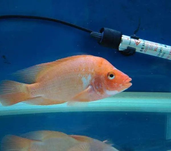 哪些观赏鱼可以自己在水族缸里繁殖呢？