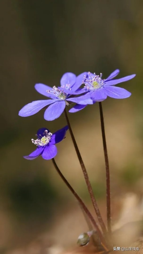 莲花清瘟胶囊获多国上市许可，中药终于扬眉吐气，你作何评价？