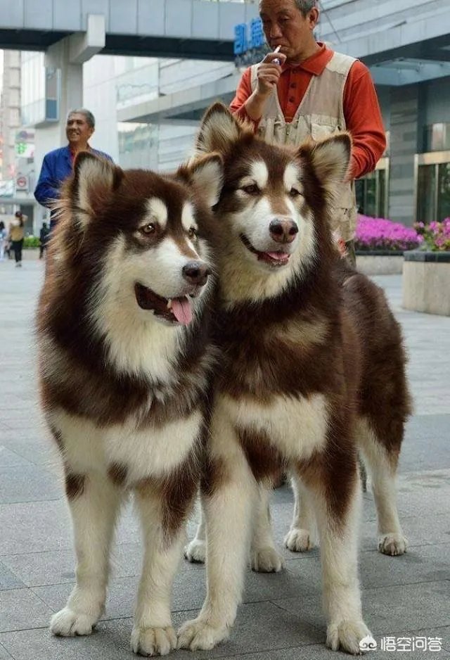 什么狗的耐力最强