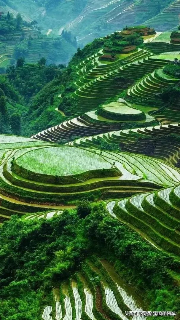 莲花清瘟胶囊获多国上市许可，中药终于扬眉吐气，你作何评价？