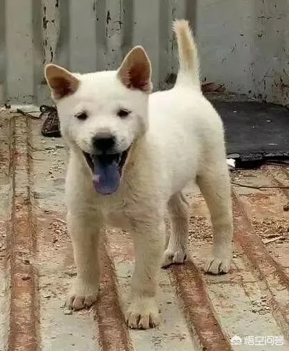 什么狗的耐力最强