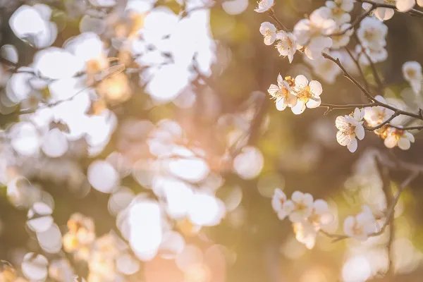 化作春泥更护花的全诗 落红不是无情物化作春泥更护花全诗