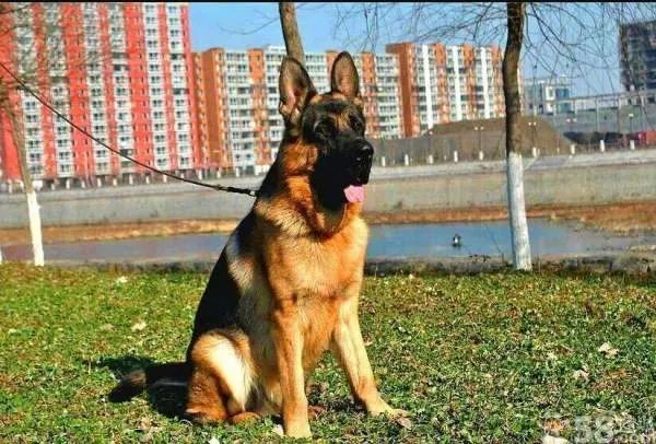 大头德牧的介绍