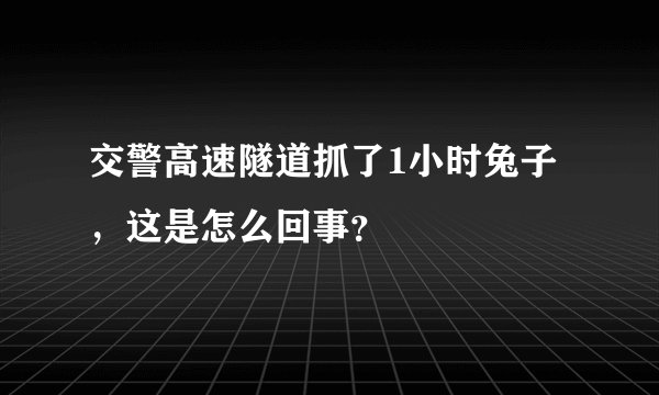 交警高速隧道抓了1小时兔子，这是怎么回事？