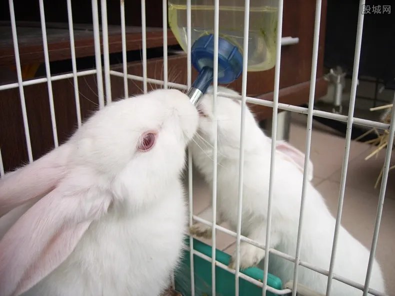 宠物店回应为抬价剪兔耳 情况属实恐非个例