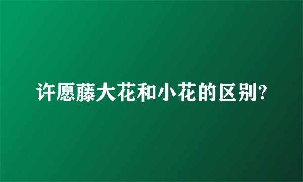 许愿藤大花和小花的区别?