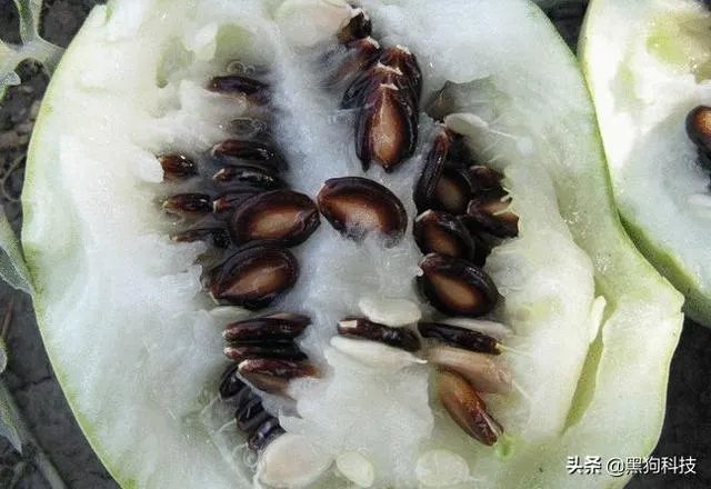 一般我们吃的零食西瓜子，是夏天常吃的西瓜里的籽吗？