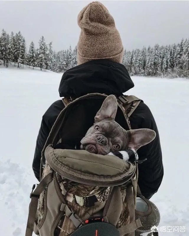 什么狗的耐力最强