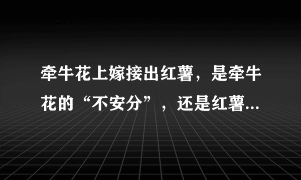 牵牛花上嫁接出红薯，是牵牛花的“不安分”，还是红薯“出轨”？