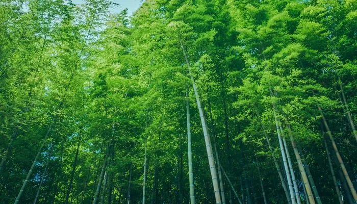 竹子是生长速度最快的植物，为什么它能长得这么快
