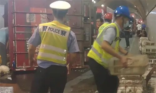 交警在高速隧道抓了1小时的兔子,罪魁祸首是什么?