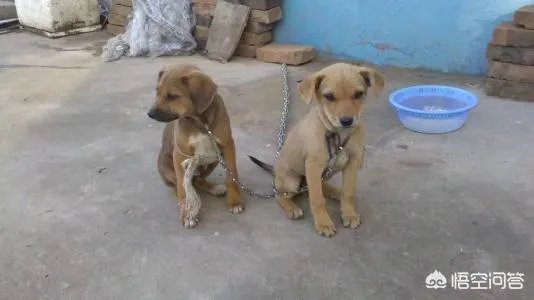 什么狗的耐力最强