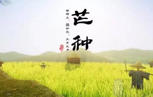 芒种代表的寓意