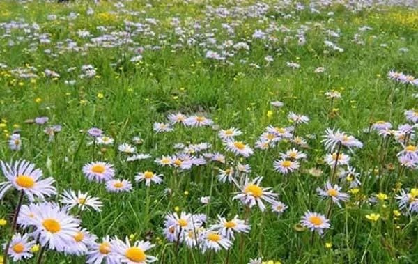 中国哪个草原最漂亮？最值得一去？