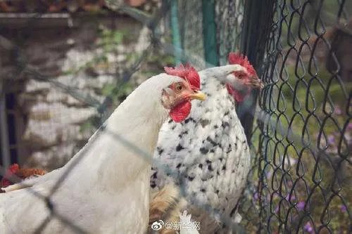 澳大利亚维多利亚州,面临着怎样的灾难局面?