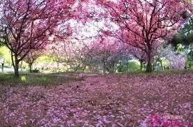 北京有哪些地方适合春游?