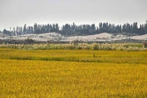 袁隆平团队沙漠海水稻再丰收，这对我们国家有何意义？