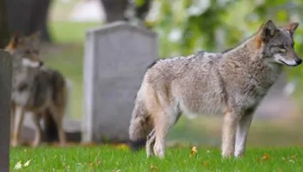 在自然界的生物中,小瀑布山狼有哪些特征与繁殖方式?