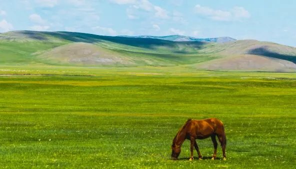 马蹄其实是马的什么 马蹄是马的指甲吗还是脚丫子