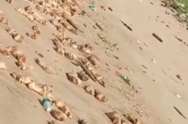 东莞海滩出现大量猪蹄，猪蹄是哪里来的？