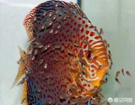 哪些观赏鱼可以自己在水族缸里繁殖呢？