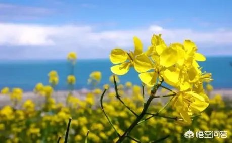 北京有哪些地方适合春游?