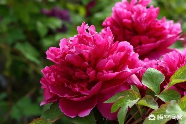 北京有哪些地方适合春游?