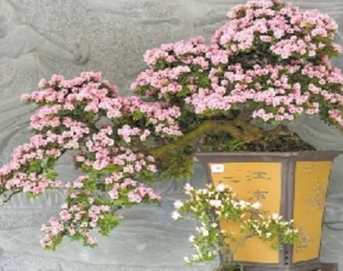 杜鹃花盆景图片鉴赏 如何自制出漂亮的杜鹃花盆景