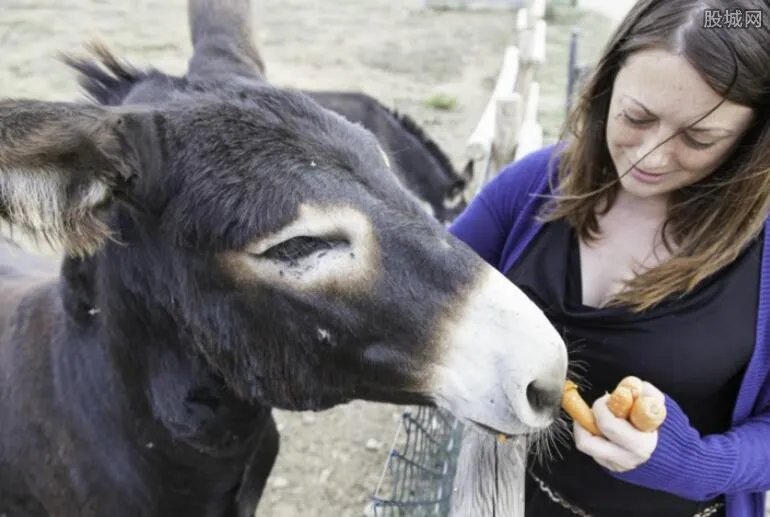 虐驴男活割驴鞭 丧尽天良残忍行径令人发指