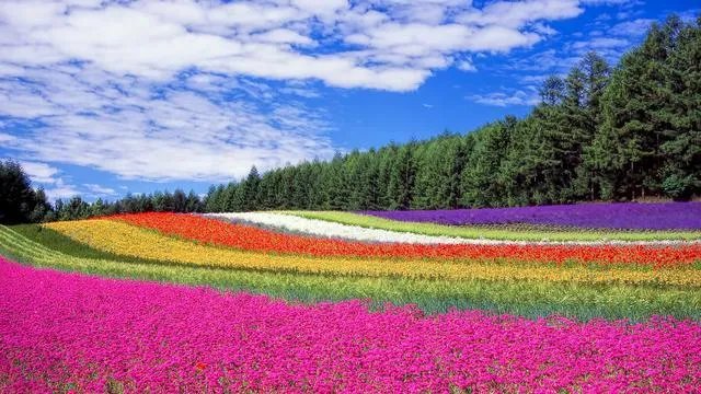 游客跳进网红粉黛花海拍照,如此打卡方式有何不妥?