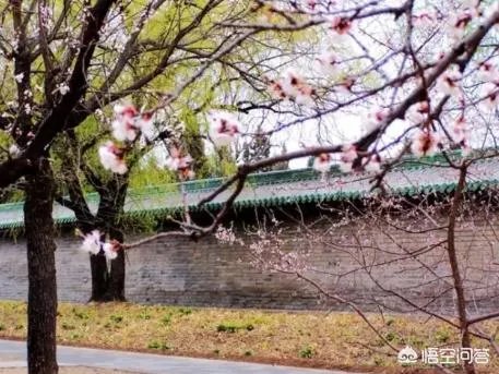 北京有哪些地方适合春游?