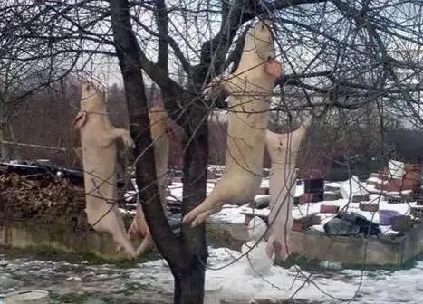 谢娜微博近一亿的粉丝,真实可信度有多高?